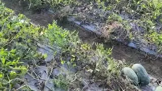 Watermelon fields are ready for harvest. Let's harvest with me.