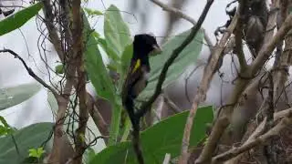 Yellow bishop . Short video 4K-UHD Birds Photography | Wild Video | Wildlife Animals