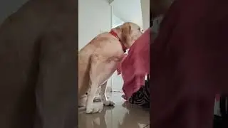 Walk ke baad compulsory paw wash 