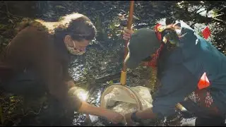 Monitoring Benthic Macroinvertebrates in Codornices Creek
