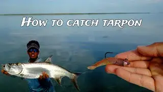 How to catch TARPON in the FLORIDA KEYS !! | NLBN shrimp