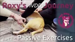 Roxy's IVDD Journey: Part 2 - Passive Exercises