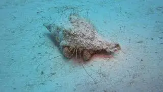 Bahama Mama Dive June 2nd 2018