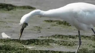 中白鷺 Intermediate Egret