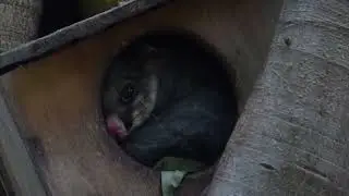 Common Brushtailed Possum, Trichosurus vulpecula, Sydney, NSW, Australia, 25 Mar 2022 (1/2)