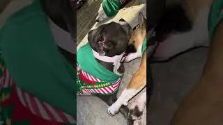 Cute dog and puppy show off their new Christmas 🎅🏾 matching outfits!!