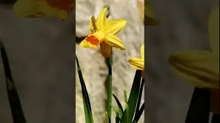 A Simple Thank You to Nature #shorts