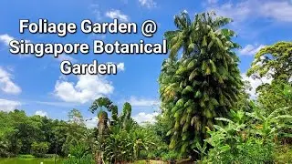 Foliage Garden, one of the many spots to explore inside of Singapore Botanical Gardens.