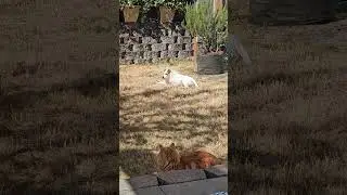 Pip and Gus Sun Bathing #shorts #pets #dog #jackrussellterrier #cats #summer #summertime