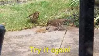 Song Thrush's Education(New Zealand) ...trying to teach chick how to eat snail. However...