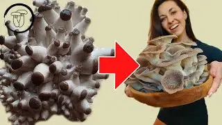 Znáš tento druh hlívy? Hlíva černá perla - pěstování hub doma.