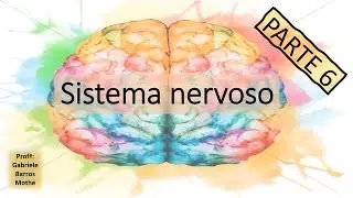 SISTEMA NERVOSO - parte 6 (anatomia veterinária)