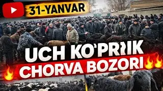 UCH KOʻPRIK CHORVA BOZORI QOʻY MOL NARXLARI 