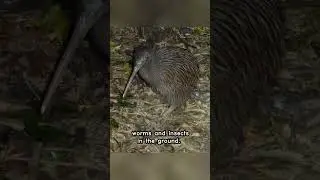 Meet the Kiwi: New Zealand's National Bird