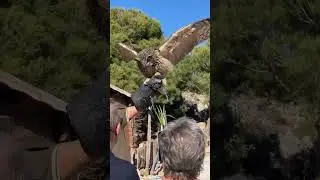 The majesty owl is so incredible. #animals#viral#birds#fyp#shorts#