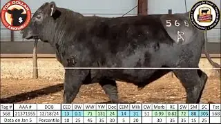 Angus Bull 568 - Rhodes Angus 2026