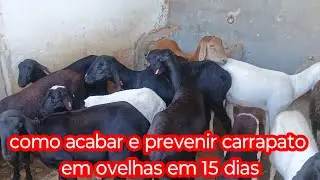 Como acabar carrapato em apenas 15 dias em cria&ccedil;&atilde;o de ovelhas