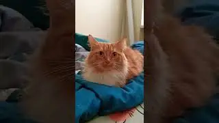Шиша ленится ))))