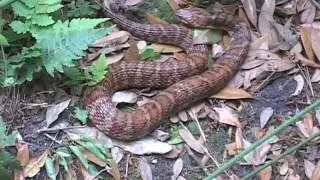 Wildlife and the District