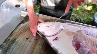 How to Fillet Halibut - Wildrose Charters Alaska