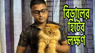 Perisan Cat Heat Cycle | Cat Heat Signs | Persian Cat Matting Process