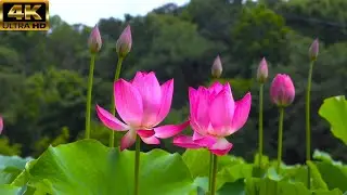 amazing beauty of white and pink lotus flowers...4K(full HD)