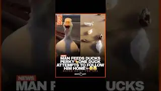 #man #feeds #ducks #perky #one #duck #tries #to #follow #him  #voiceover #fyp #trending #shorts