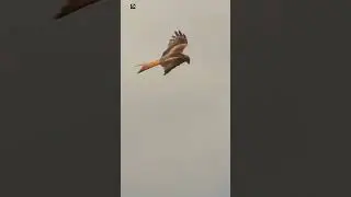 Red Kite Sounds (2)