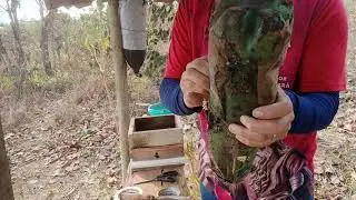 #transferência de #abelhassemferrao #benjoi #stinglessbee #bees #abelhas 
