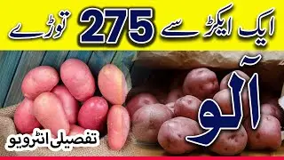 Potato Farming : 275 Potato Bags from One Acr Land | Red Potato Crop | Alu ki Bharpoor Fasal 2024