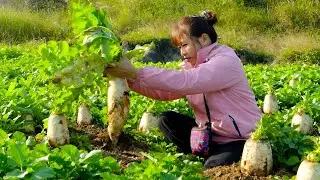 Harvesting white radishes to sell and making pickled white radishes - A delicious meal with Dad
