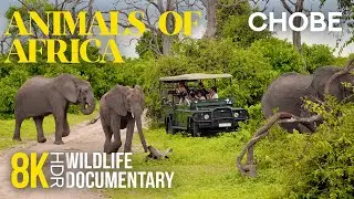 8K HDR Amazing African Wildlife - Episode 8 | Animal Documentary about Chobe National Park, Botswana