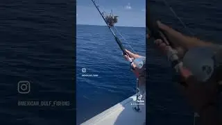 Hooking Marlin #boat #fishing #pesca #fish #tuna #bluemarlin