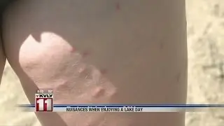 Combating swimmer's itch