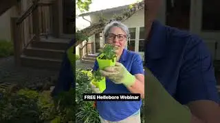 FREE Hellebore webinar! Comment LENT and I&rsquo;ll DM the link to get it! Hellebores became a big part