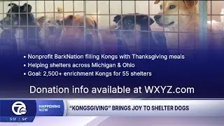 Help Bark Nation give homeless dogs a happy Thanksgiving