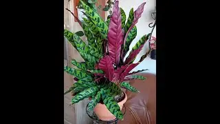 Calathea Lancifolia