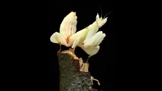 ☘️🍂🌸EN VIVO MANTIS EX&Oacute;TICAS | OBSERVA, APRENDE Y DISFRUTA EN LIVE