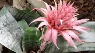 Aechmea fasciata silver vase urn plant HD Video 01