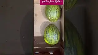 Santa Claus Melon #food  #funny #funnyshorts