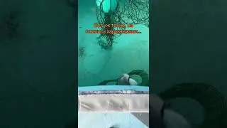 Ко всем своим приколам, они еще и из бассейна выпрыгивают🤬 #креветки #креветка #aquarium #беларусь
