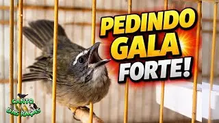 Olha o Que Essa F&ecirc;mea de Trinca-Ferro Est&aacute; Fazendo! Pedindo Gala Forte
