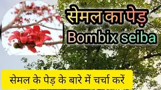 Semal tree सेमल का पेड़|| Botanical name -Bombax ceiba|  #semalookisabji #rbse #semaltree #farming