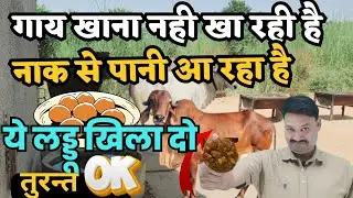 गाय खाना नहीं खा रही है 🤮 गाय के नाक से पानी आ  रहा है 👉🏻घर बैठे रामबाण इलाज Cow khana nahi kha raha