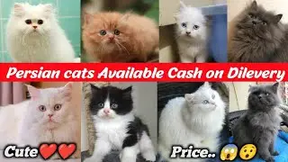 Best Kittens Shop ❤️ In Delhi Ncr | All types of Persian Cats Available | ₹999 Booking started