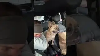 Hotboxed Car #tatumtalks #frenchielife #dogfart