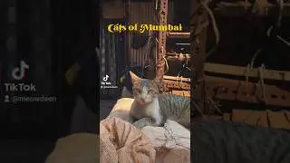 Cats of Mumbai 🇮🇳 || The cats are skinny and cute 🥰💕🐾 #cats #mumbai #india #youtubeshorts #foryou
