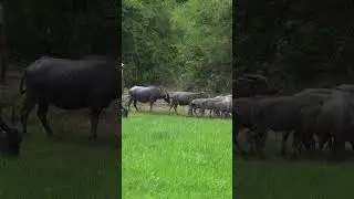 Peaceful Rural Life   Water Buffaloes in Cambodia #shorts #waterbuffalo #rurallife #Nature EP 184