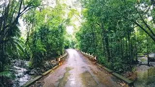 Drive inside Daintree, where rain forest meets the Great Barrier Reef in Australia
