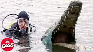 Attaque De Crocodile | Juste Pour Rire Les Gags
